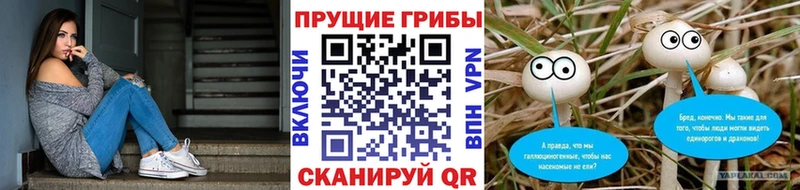 Псилоцибиновые грибы Cubensis  Партизанск 